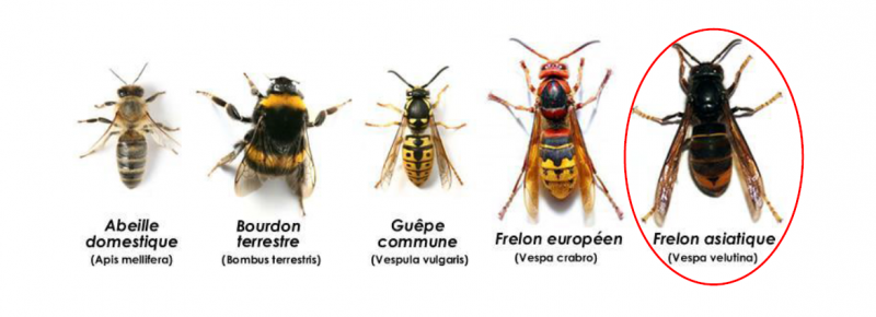 FRELONS ASIATIQUES - Communauté d'Agglomération Royan Atlantique - pour les communes de COZES, ARCES, BARZAN, EPARGNES, GREZAC, SEMUSSAC, TALMONT.